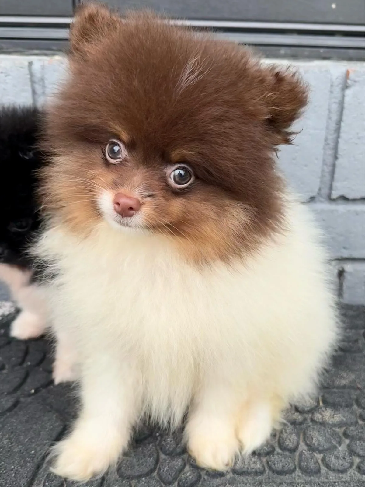 Prince at Keeperofstars Pomeranians