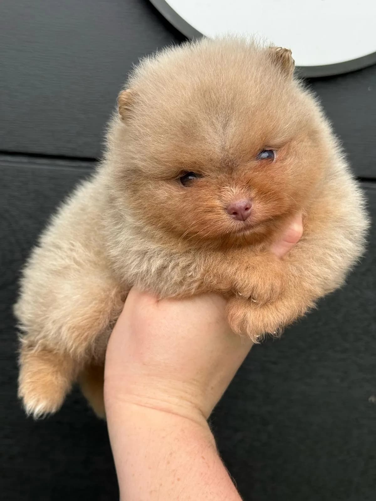Biscuit